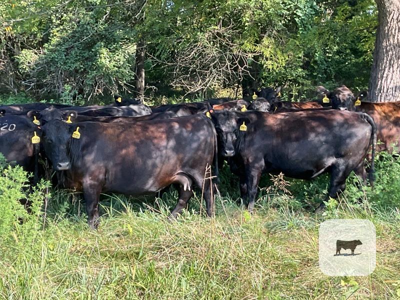 Cattle Range Listing Photo