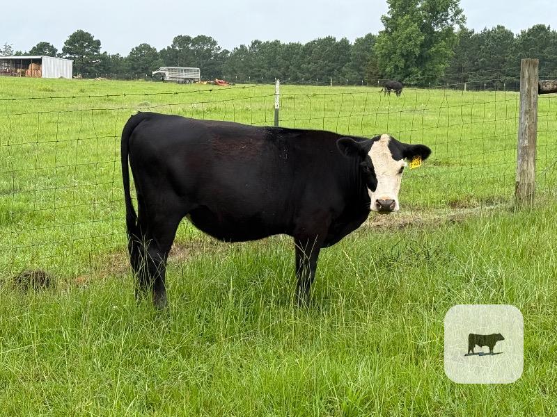 Cattle Range Listing Photo