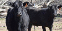 53 Angus, 'BWF' & Crossbred Bred Heifers w/ 1+ Calves... E. Central OK