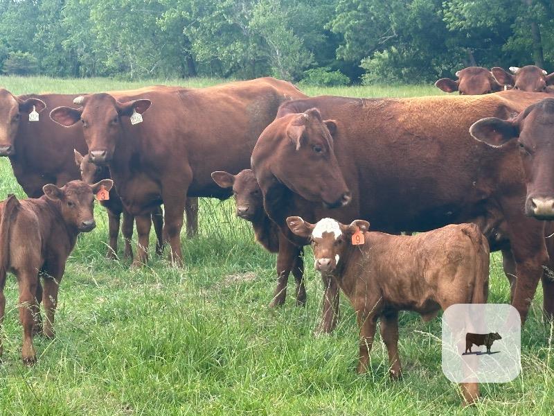Cattle Range Listing Photo