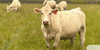 11 Reg. Charolais Cows w/ 3+ Calves... Southern GA