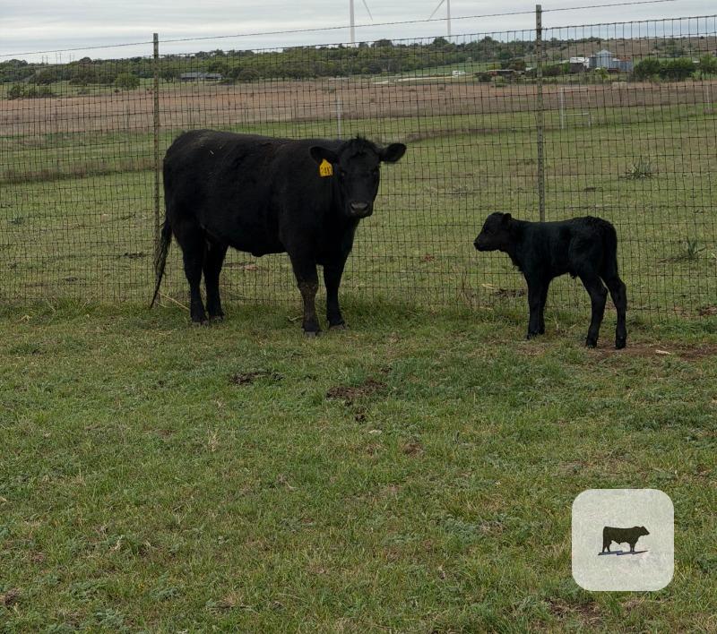 Cattle Range Listing Photo