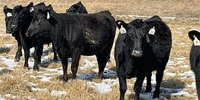 18 Angus Bred Heifers... Southwest MO