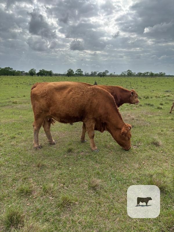 Cattle Range Listing Photo