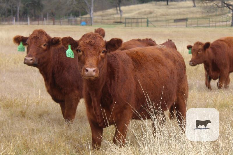 Cattle Range Listing Photo