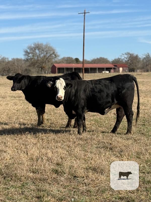 Cattle Range Listing Photo