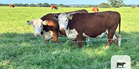 45 Reg. Hereford Bred Heifers... N. Central TX
