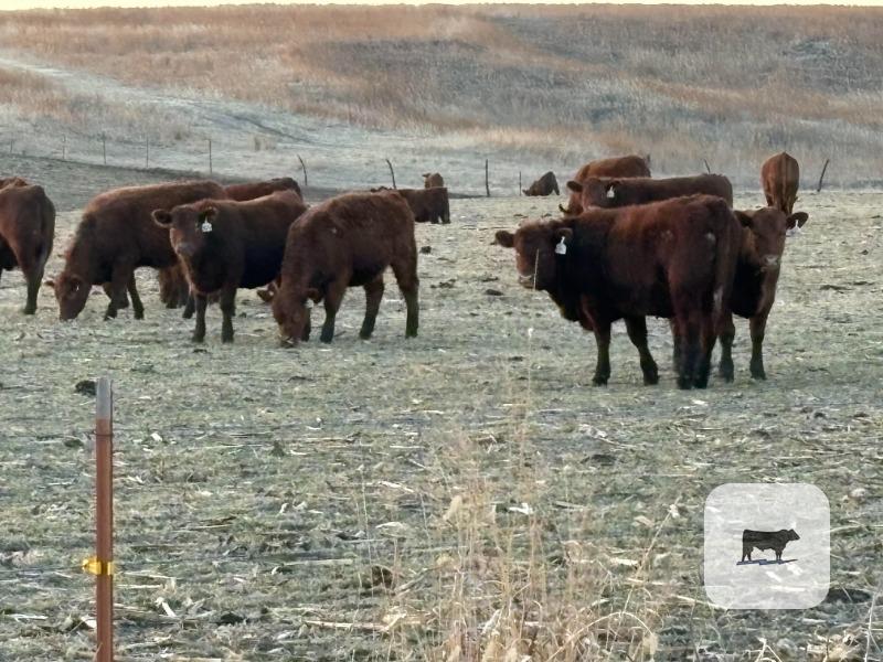 Cattle Range Listing Photo