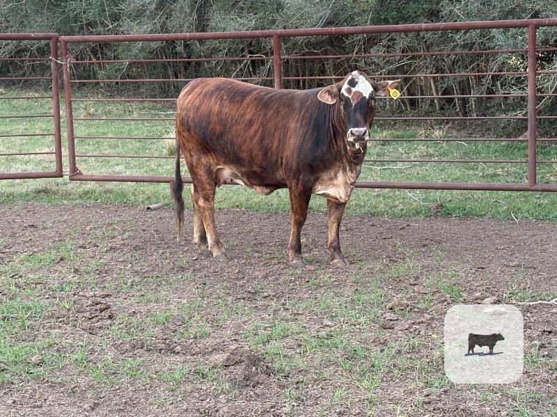 Cattle Range Listing Photo