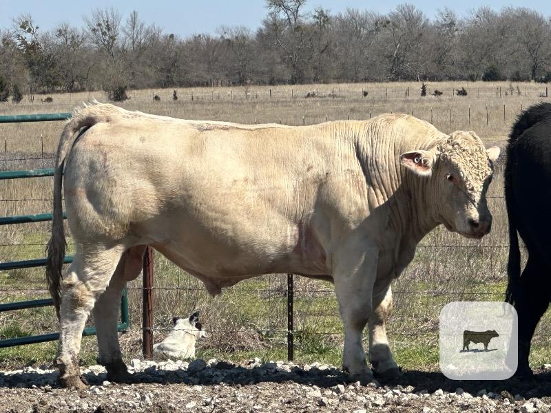 Cattle Range Listing Photo