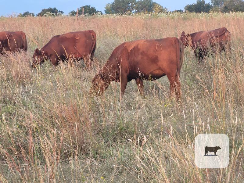 Cattle Range Listing Photo