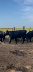 Cattle Range Listing Photo