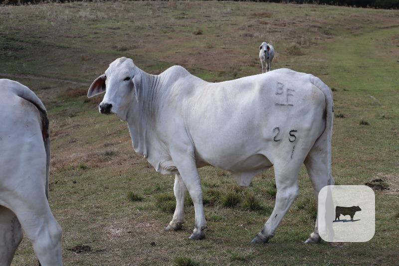 Cattle Range Listing Photo