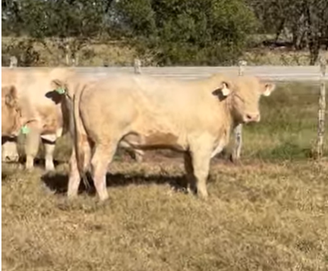 Cattle Range Listing Photo