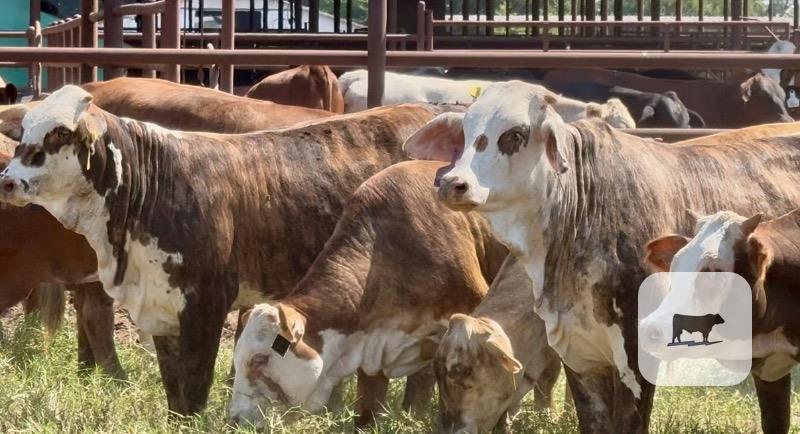 Cattle Range Listing Photo