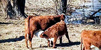 8 Reg. Hereford Cows w/ 6 Calves... W. Central CO