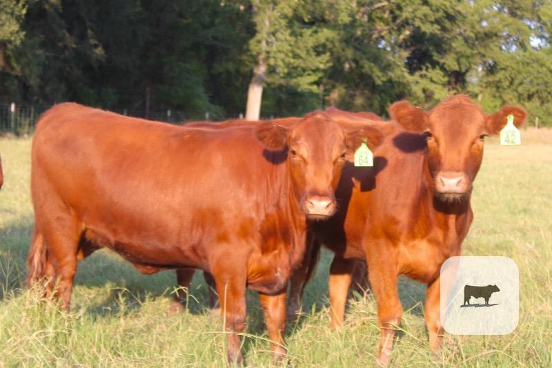 Cattle Range Listing Photo