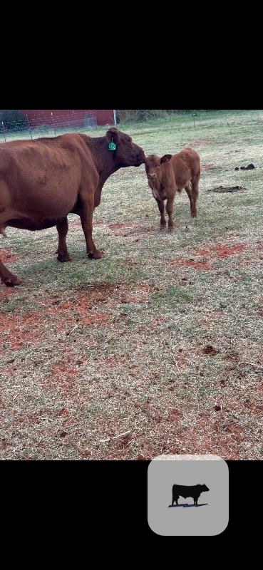 Cattle Range Listing Photo 3