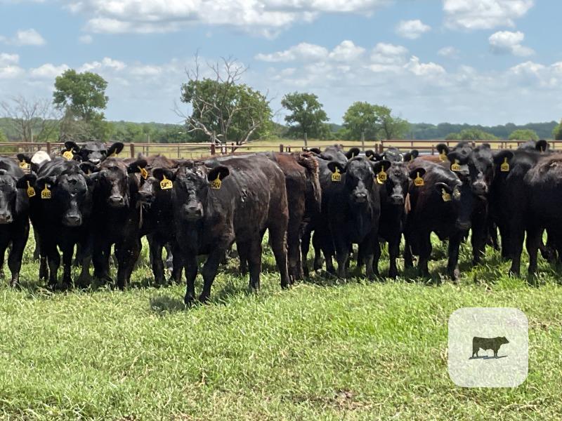 Cattle Range Listing Photo