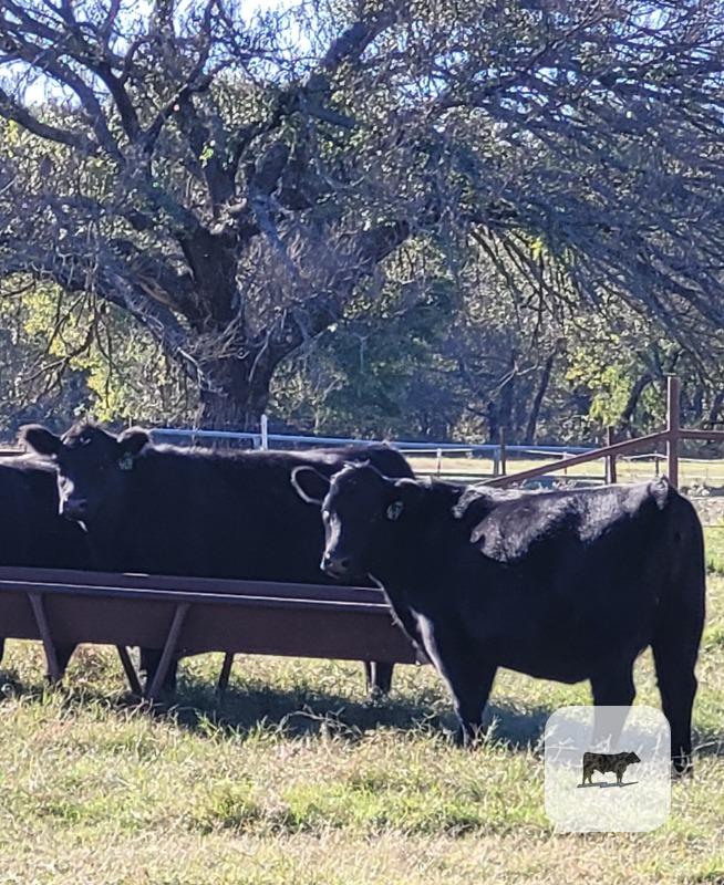 Cattle Range Listing Photo
