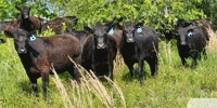 34 Angus & Black Baldy Bred Heifers... Central AR