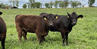 7 Angus & BWF Bred Heifers... Southwest MO