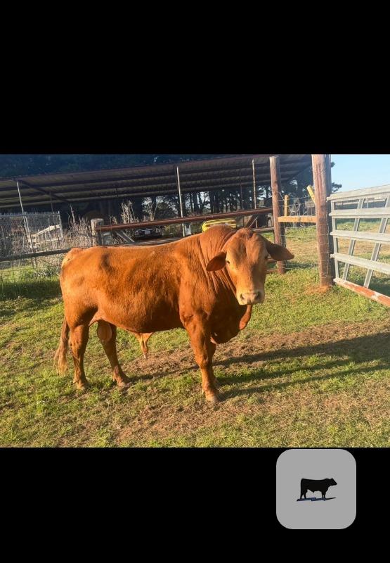 Cattle Range Listing Photo