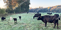 36 Angus & BWF Pairs... Southwest MO
