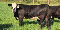 25 Brangus Baldy Bred Heifers... E. Central LA