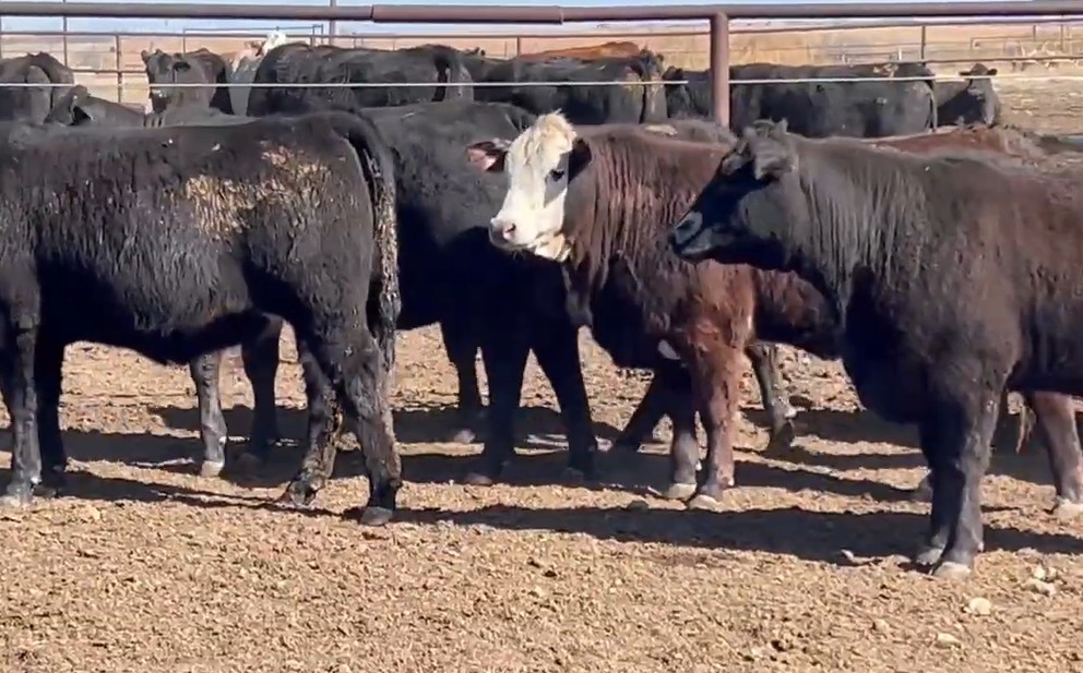 Cattle Range Listing Photo