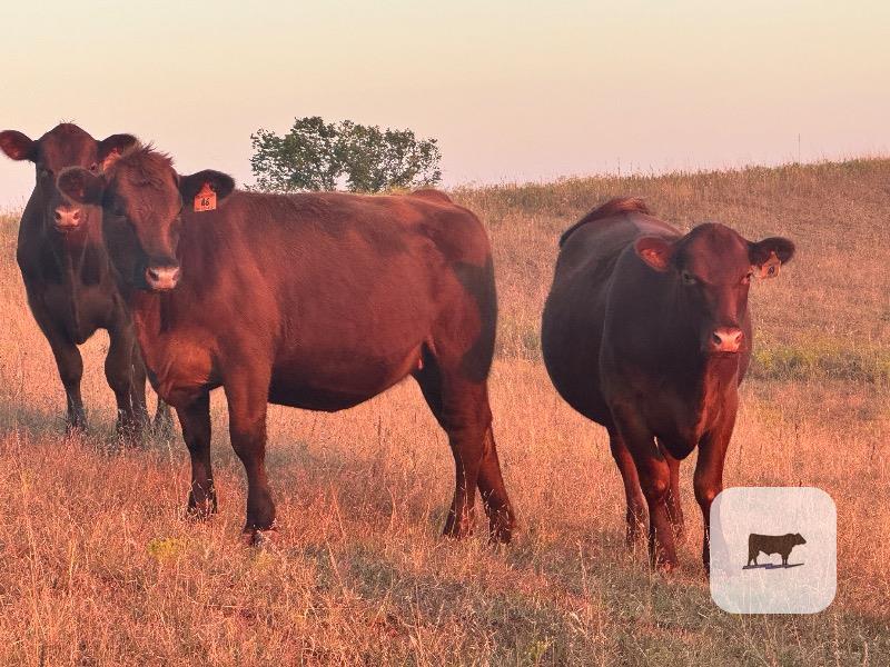 Cattle Range Listing Photo