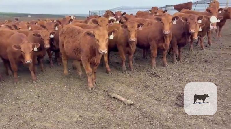 Cattle Range Listing Photo