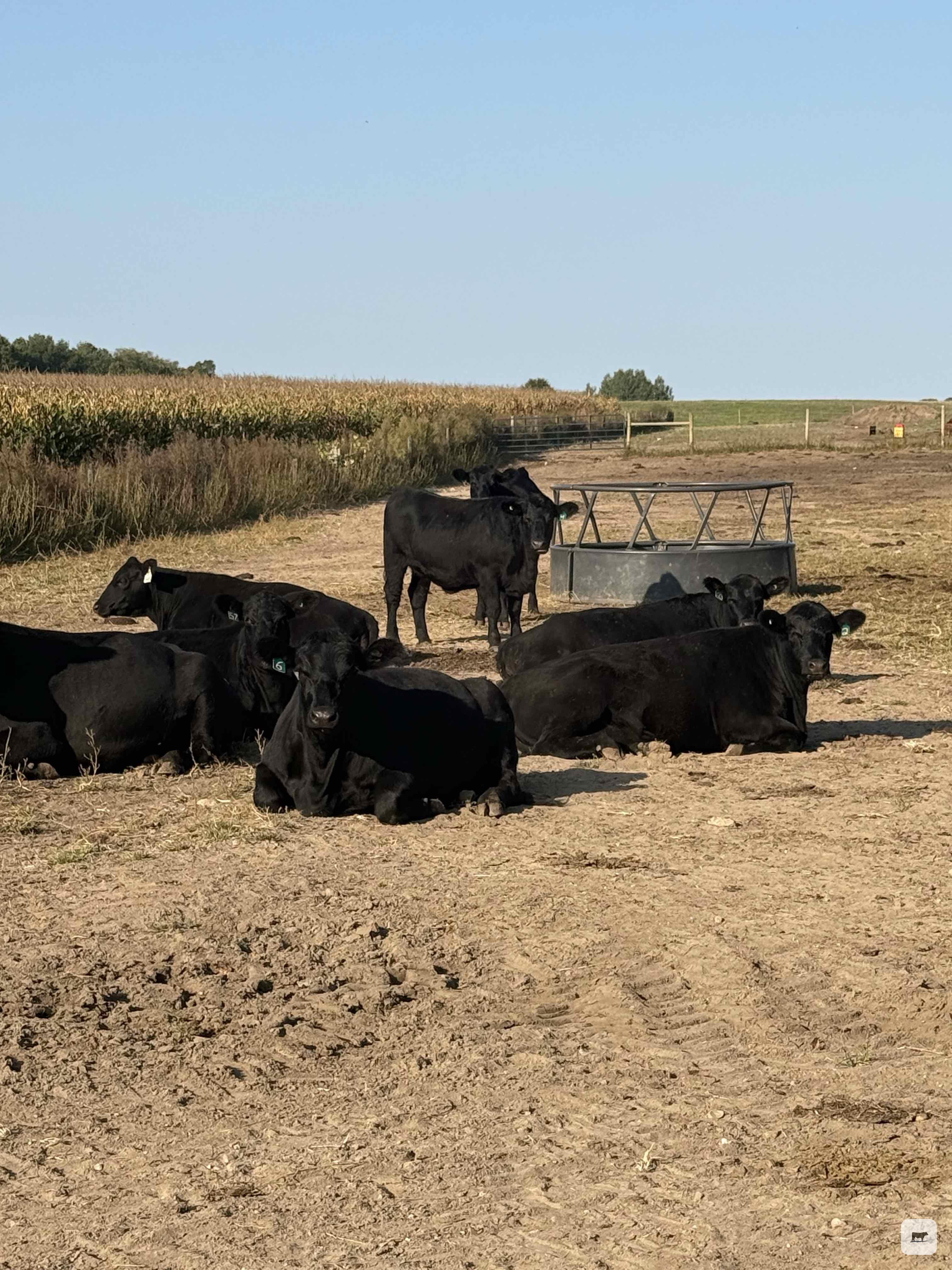Cattle Range Listing Photo