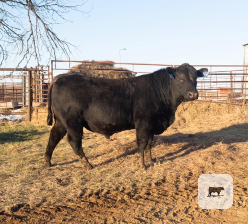 Cattle Range Listing Photo