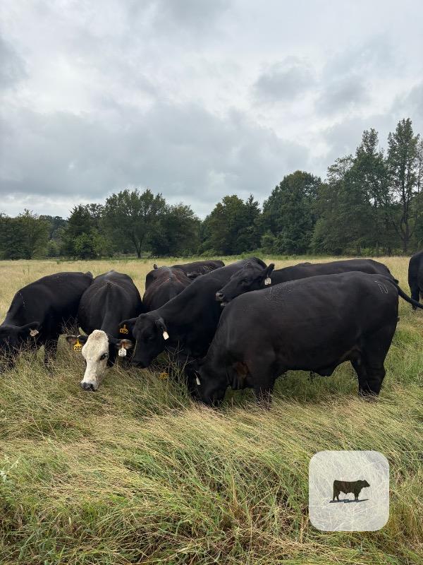 Cattle Range Listing Photo