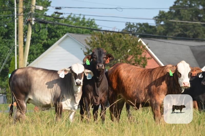 Cattle Range Listing Photo