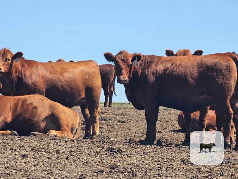 Cattle Range Listing Photo