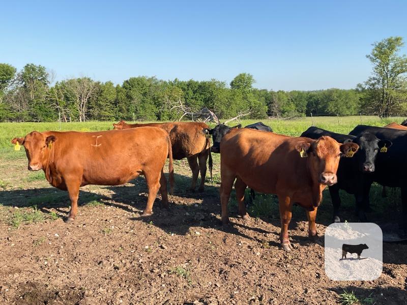 Cattle Range Listing Photo