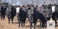 45 Angus & 'BWF' Cows... E. Central OK