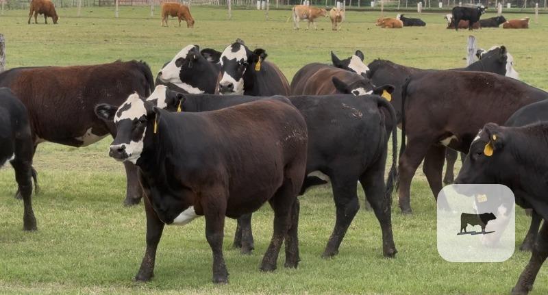 Cattle Range Listing Photo