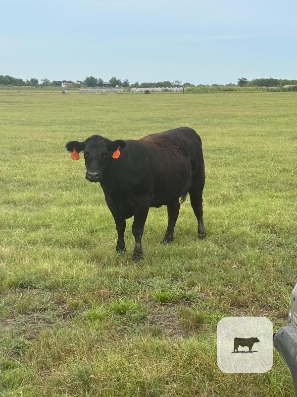 Cattle Range Listing Photo