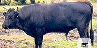 3 Reg. Wagyu Bulls... Northeast TX