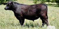 20 Reg. Angus Bulls... Southeast TX