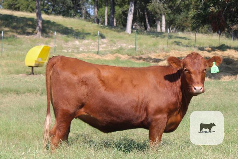 Cattle Range Listing Photo