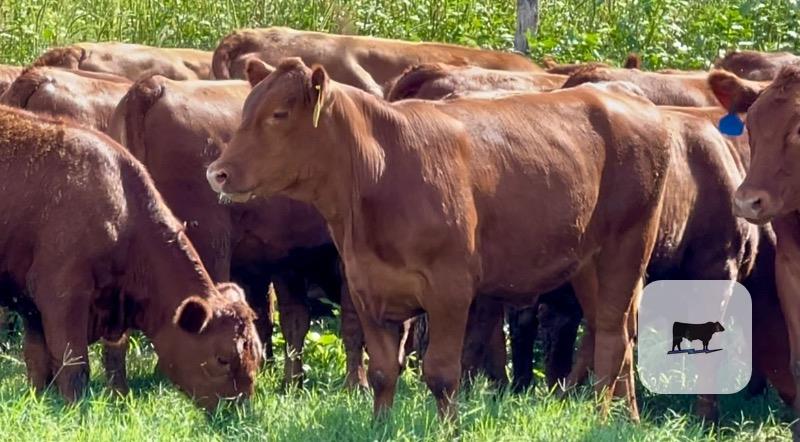 Cattle Range Listing Photo