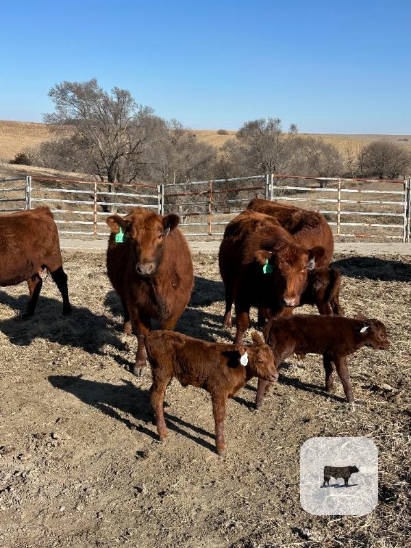 Cattle Range Listing Photo