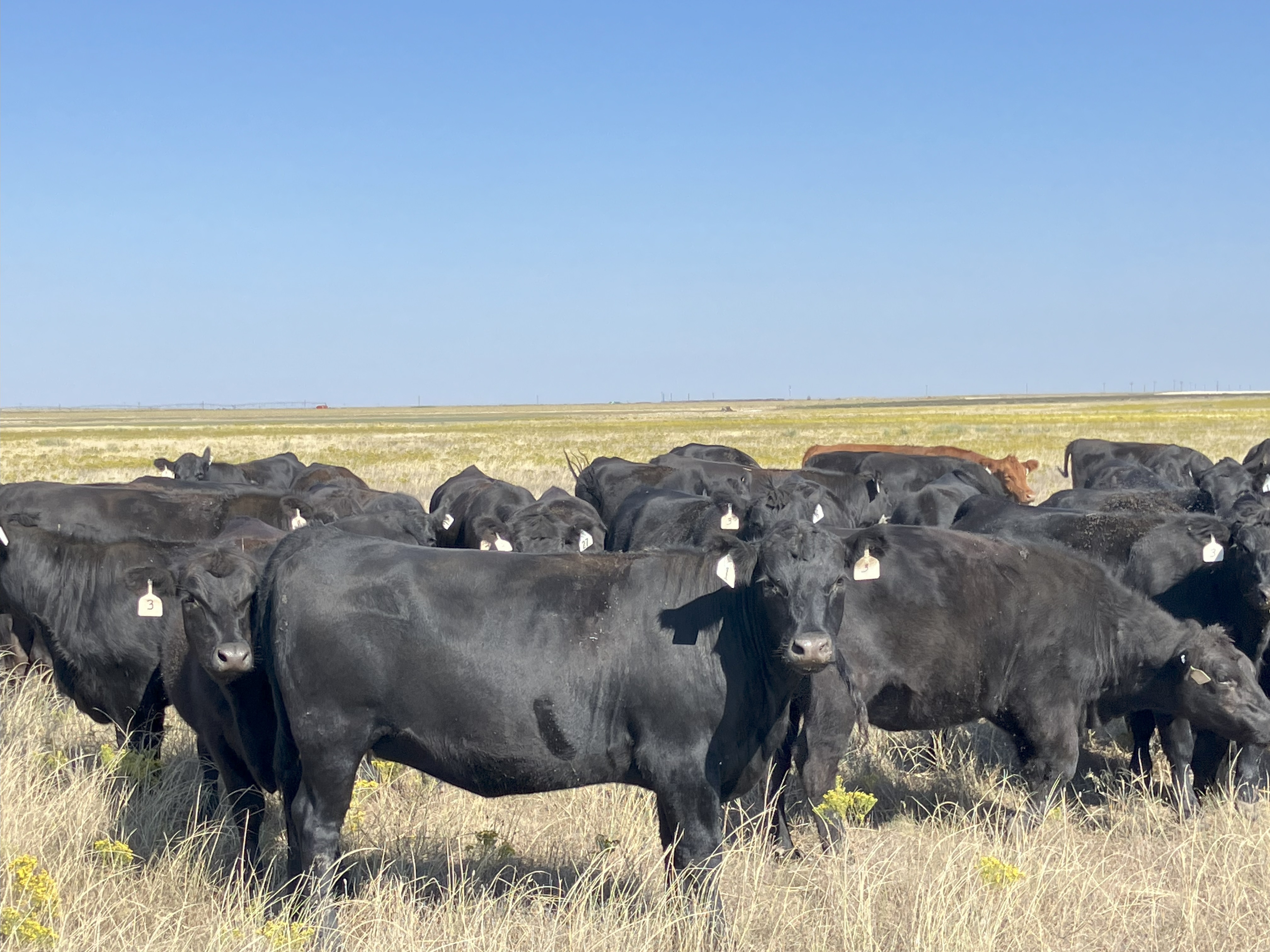 Cattle Range Listing Photo