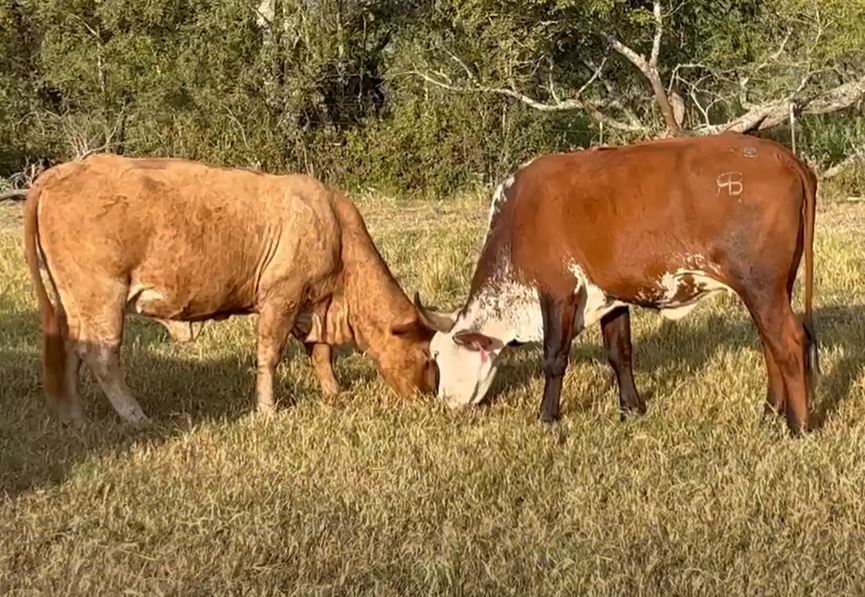 Cattle Range Listing Photo