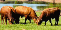100 Reg. Fullblood Wagyu & Reg. Akaushi Bulls... Southwest OK