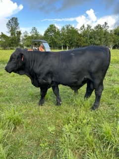 Cattle Range Listing Photo